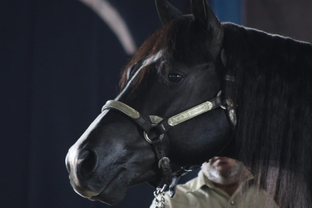 Leilão Sereno é sucesso, trazendo de volta a visibilidade ao QM para Rondonópolis/MT