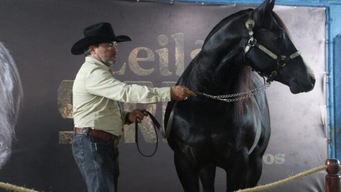 Leilão Sereno é sucesso, trazendo de volta a visibilidade ao QM para Rondonópolis/MT