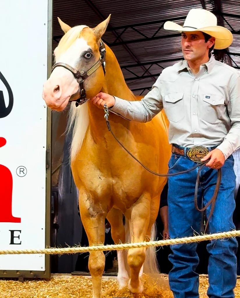 Leilão Jatobá Equine Service bate recorde de faturamento em Mato Grosso do Sul