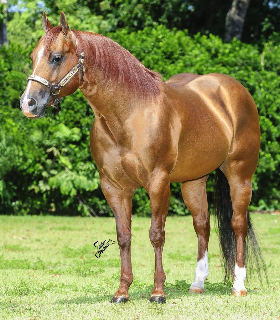 1º Leilão Haras João & Maria irá movimentar o mercado do cavalo Quarto de Milha em Mato Grosso do Sul