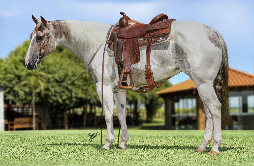 Onde a coragem vira legado: o sonho da Fazenda Santo Antônio que virou o leilão mais aguardado de Caarapó